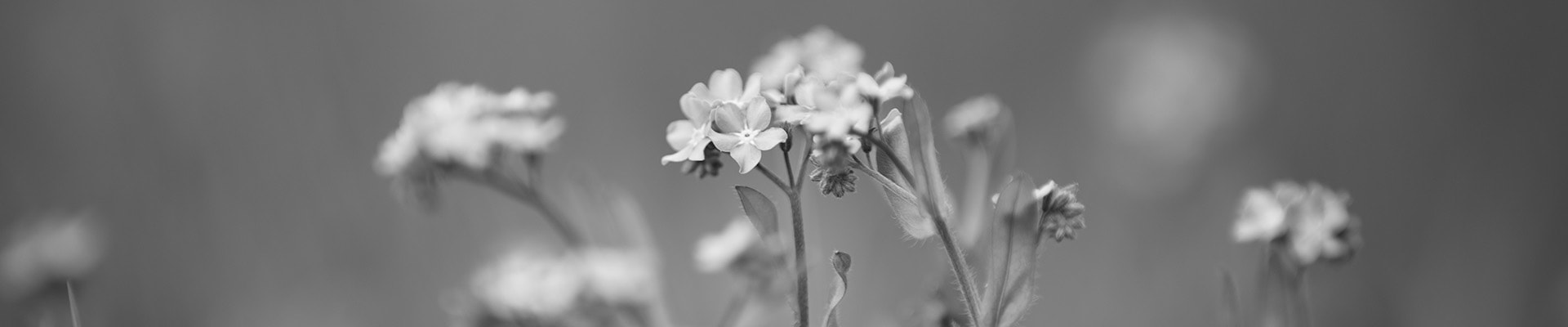 Blommor svartvit